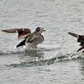 Canards en folie...!