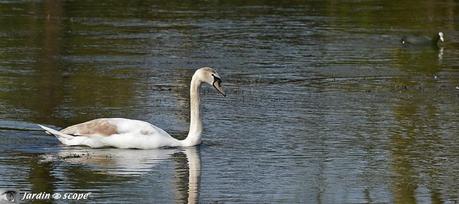 Cygne-juvénile