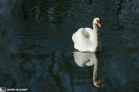 Cygne