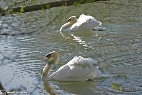 Double-cygne