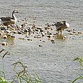 Des oies sauvages sur la loire se chauffent au soleil…