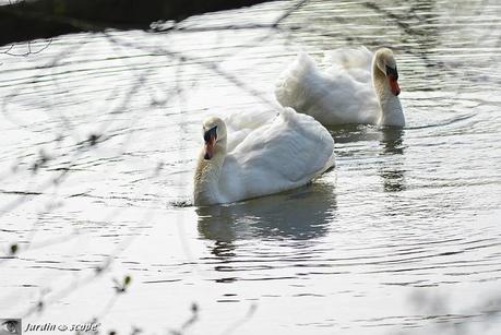 Danse-des-cygnes