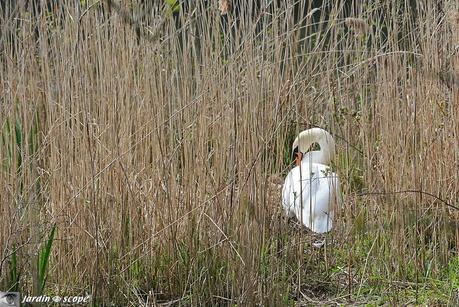 Cygne-dans-roselière