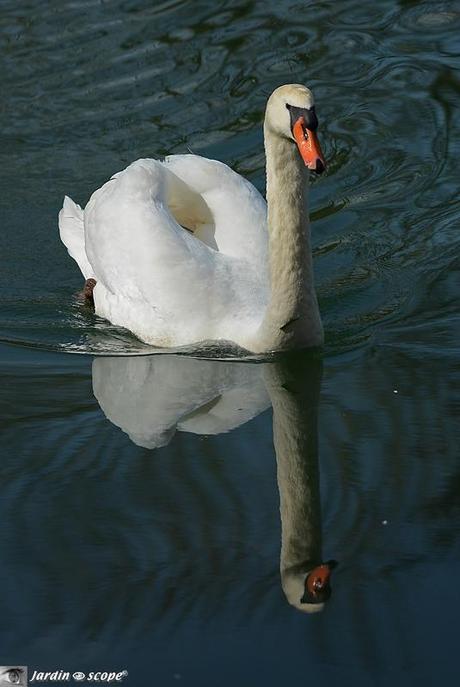 Cygne miroir