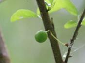 Miracle, Prunus salicina fructifie