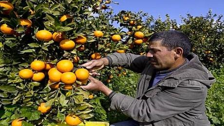 Augmenter la production fruitière pour répondre aux besoins de l'industrie agro-alimentaire
