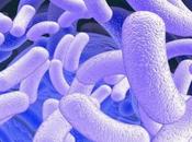 Nous sommes véhicule bactéries