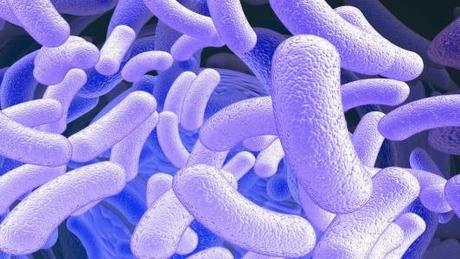 NOUS SOMMES UN VÉHICULE À BACTÉRIES