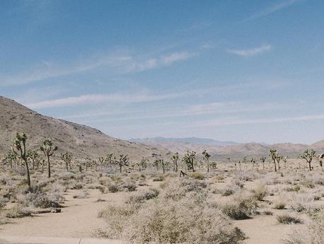 On the road to … Joshua Tree Park! DSCF9124