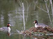 Grèbes huppés avenir
