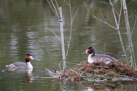 nidification à la réserve ornithologique du Teich