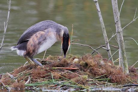 nidification à la réserve ornithologique du Teich