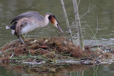 nidification à la réserve ornithologique du Teich