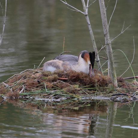nidification à la réserve ornithologique du Teich