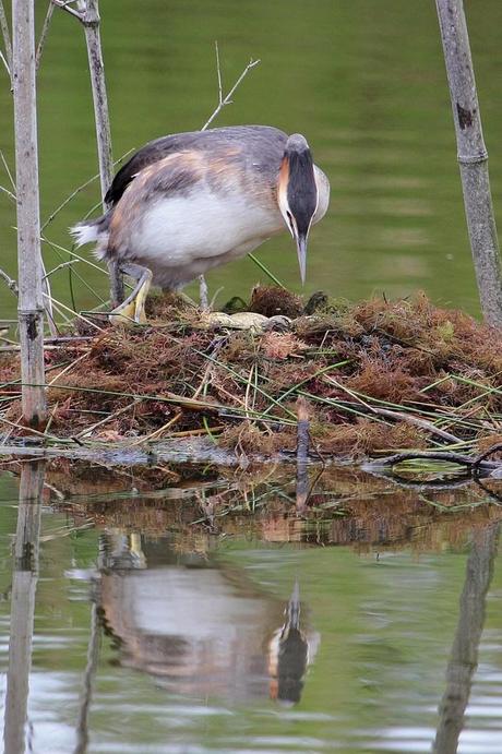 nidification à la réserve ornithologique du Teich