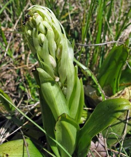Loroglosse en boutons