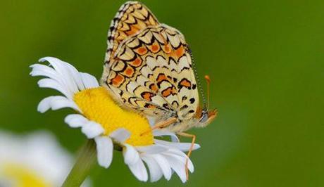 10176224_662429183805013_1923605293648458714_n