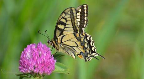 1535012_665928006788464_8610367939898881965_n