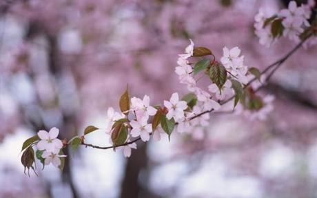 cherry_blossom_0082.720x