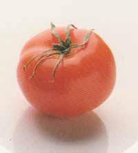 Tomate-w