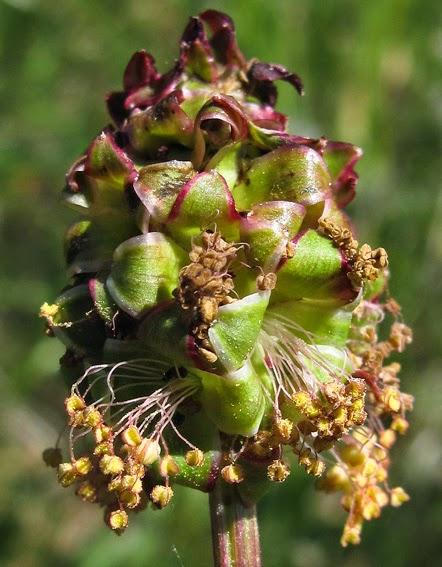 La belle petite Pimprenelle