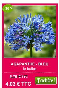 agapanthe bleue -30%