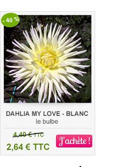 dahlia my love blanc -40%