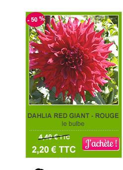 dahlia red giant -50%