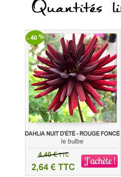 dahlia nuit d'été -40%