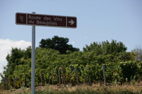 Route des Vins - Daniel Gillet Inter Beaujolais copyright