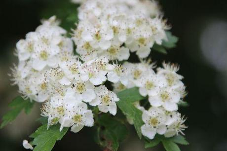 3 crataegus laevigata marnay 8 mai 2014 077 (2).jpg