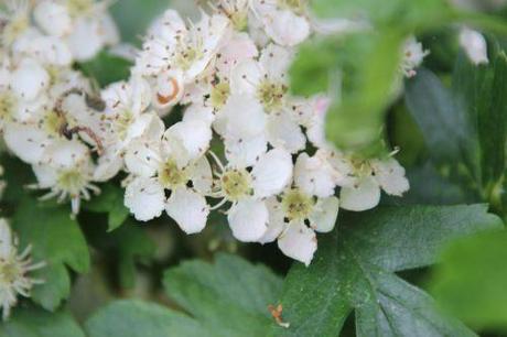 4 crataegus laevigata marnay 8 mai 2014 077 (1).jpg