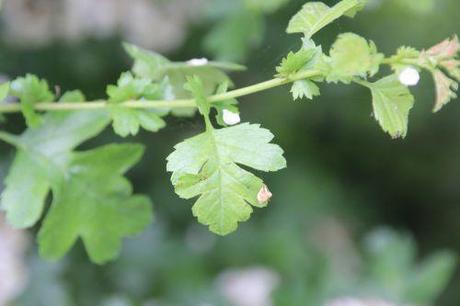 7 crataegus laevigata marnay 8 mai 2014 077 (4).jpg