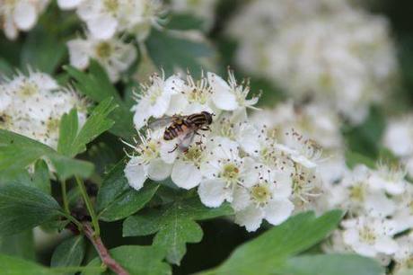 9 crataegus laevigata marnay 8 mai 2014 077 (10).jpg