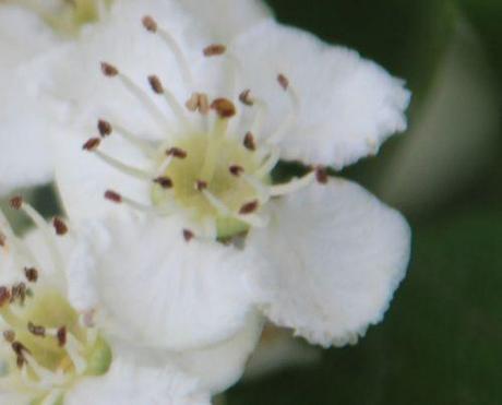 11 crataegus laev fle marnay 8 mai 2014 084.jpg