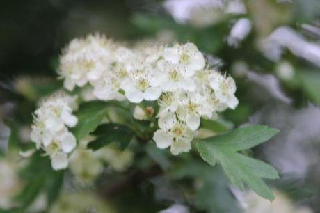 5 crataegus laevigata marnay 8 mai 2014 077 (3).jpg