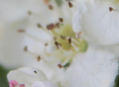 10 crataegus laev fl marnay 8 mai 2014 083.jpg