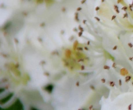 12 crataegus laev fleur marnay 8 mai 2014 078.jpg