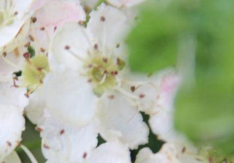 13 crataegus laev 3 stig marnay 8 mai 2014 077.jpg