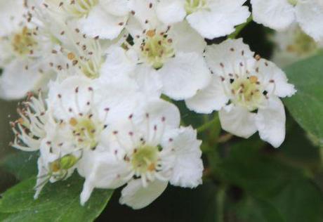 crataegus laev rec marnay 8 mai 2014 078.jpg