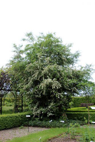 1 crataegus laevigata marnay 8 mai 2014 087.jpg