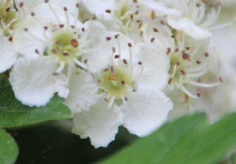 crataegus laev fleurs marnay 8 mai 2014 086.jpg
