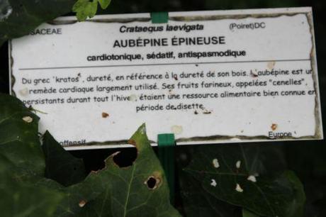 2 crataegus laevigata marnay 8 mai 2014 077 (9).jpg