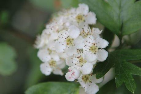 6 crataegus laevigata marnay 8 mai 2014 077 (6).jpg