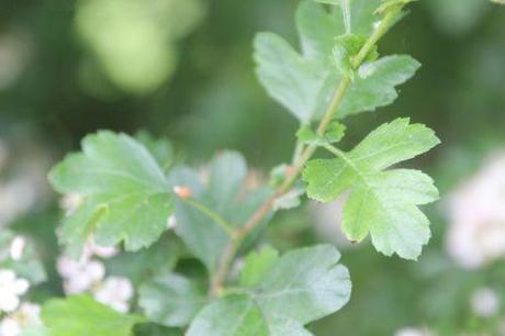 8 crataegus laevigata marnay 8 mai 2014 077 (5).jpg