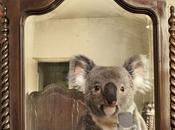 [Insolite] selfie Koala avec iPhone