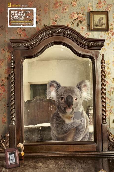 [Insolite] Le selfie du Koala avec son iPhone