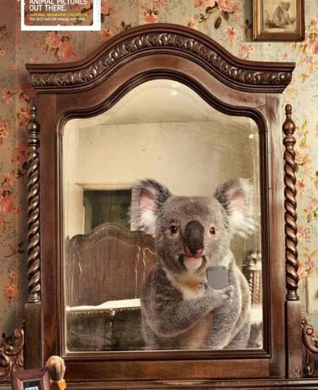 9047_un-koala-fait-un-selfie-dans-un-miroir-pour-national-geographic