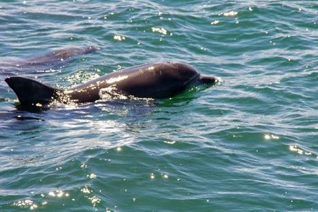 Les Dauphins de Nelson Bay