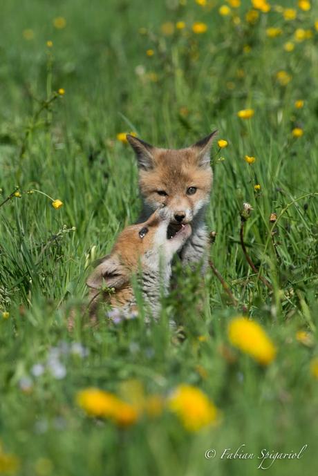 Moment de tendresse et de jeux entre deux jeunes renardeaux…